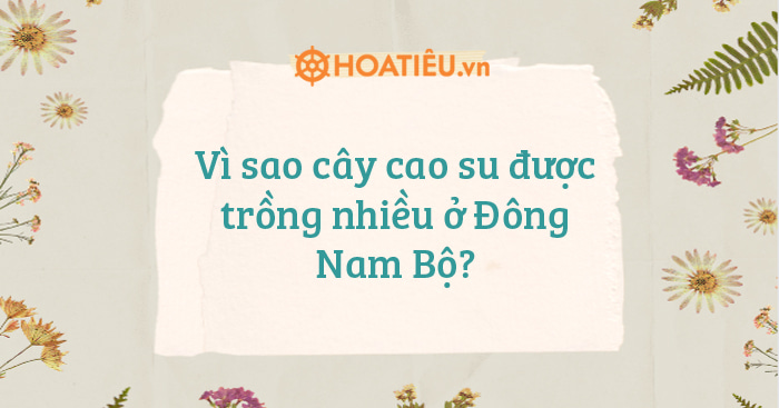 V Sao C Y Cao Su C Tr Ng Nhi U Ng Nam B Hoatieu Vn