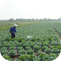 Thông tư 34/2015/TT-BNNPTNT sửa đổi Danh mục thuốc bảo vệ thực vật ở Việt Nam