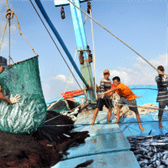 Nghị định 172/2016/NĐ-CP sửa đổi Nghị định 67/2014/NĐ-CP về chính sách phát triển thủy sản
