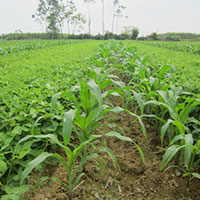 Báo cáo kết quả chuyển đổi cơ cấu cây trồng trên đất trồng lúa