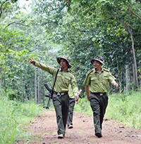 Nghị định 01/2019/NĐ-CP về Kiểm lâm và Lực lượng chuyên trách bảo vệ rừng