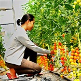 Nghị định 94/2019/NĐ-CP hướng dẫn Luật Trồng trọt giống cây trồng