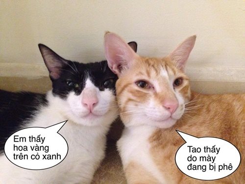 Những hình ảnh mèo hài hước và đáng yêu nhất Hơn 999 bức ảnh chứa đựng nét  vui nhộn của những chú mèo dễ thương và buồn cười