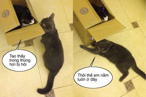 Với những bức ảnh mèo chế độc đáo và hài hước, bạn sẽ không thể nhịn được cười với những khoảnh khắc hài hước của các bé mèo xinh đẹp. Hãy đến và thấy sự khác biệt về các ảnh chế tạo ra từ những tấm ảnh mèo thông thường.