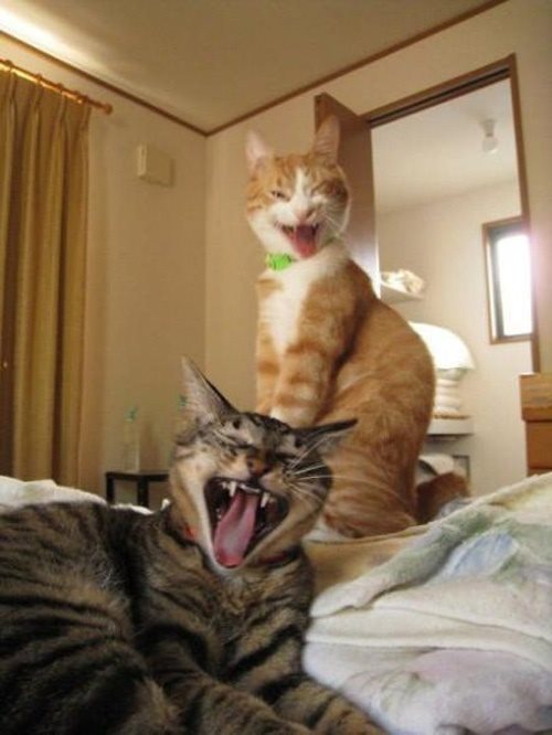 Đôi khi một bức ảnh hài hước là đủ để làm cho cả ngày của bạn vui vẻ hơn. Hãy xem những chú mèo thông minh và hài hước trong ảnh này đi nhé!
