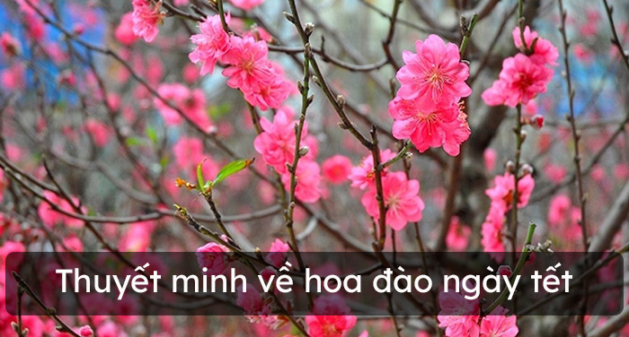 Hoa đào luôn là biểu tượng của sự trường thọ và may mắn trong văn hóa Việt Nam. Hình ảnh hoa đào được trang trí nhiều trong các dịp lễ Tết, tạo nên không khí tươi vui và ngập tràn niềm vui. Nếu bạn muốn chiêm ngưỡng hình ảnh đẹp của hoa đào, hãy nhấp vào xem ngay!