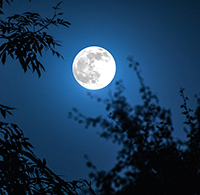 Top 15 mẫu phân tích bài thơ Ánh trăng siêu hay