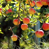Top 20 bài tả cây ăn quả lớp 4 hay chọn lọc