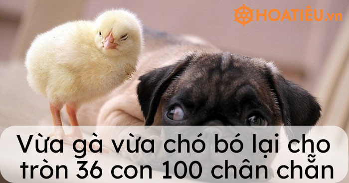 Vừa gà vừa chó bó lại cho tròn 36 con 100 chân chẵn - Tìm số gà 