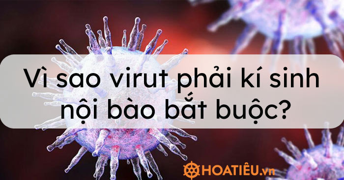 Virus cần nhờ vào bộ máy của tế bào làm gì?
