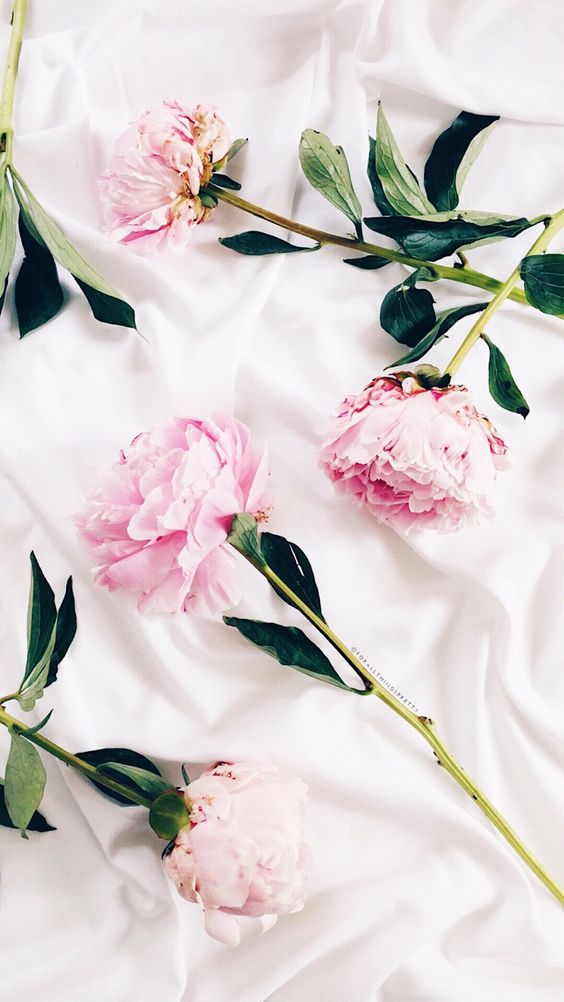 999 Hình nền hoa đẹp ấn tượng tải ảnh hoa hồng đẹp 3d
