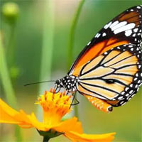 Tại sao sâu bướm phá hoại mùa màng trong khi bướm trưởng thành không gây hại?