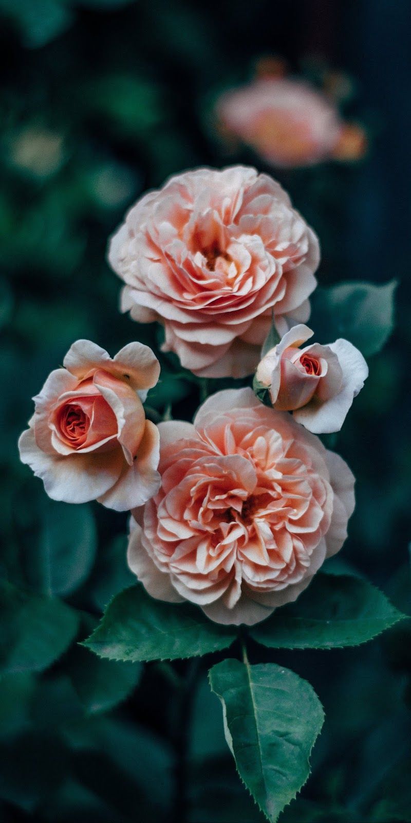 Hình nền hoa hồng cho điện thoại - Ảnh nền hoa hồng - HoaTieu.vn
