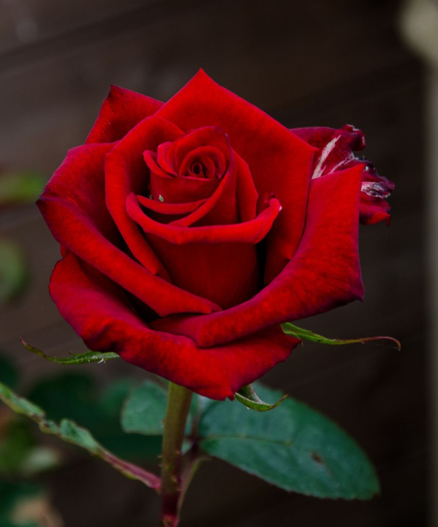 50 Hình ảnh hoa hồng đẹp và lãng mạn nhất