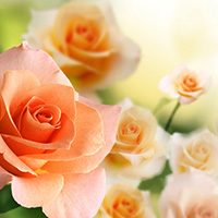 Hình nền  Hoa hồng Hàng rào Cây xanh 1600x1200  wallhaven  730991  Hình  nền đẹp hd  WallHere