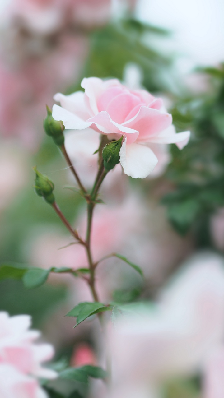 Chi tiết 62+ về đẹp nhất hình nền hoa đẹp mới nhất - cdgdbentre.edu.vn