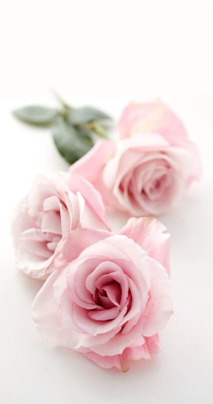 Chi tiết hơn 53 về hình nền ảnh hoa hồng đẹp 3d hay nhất ...