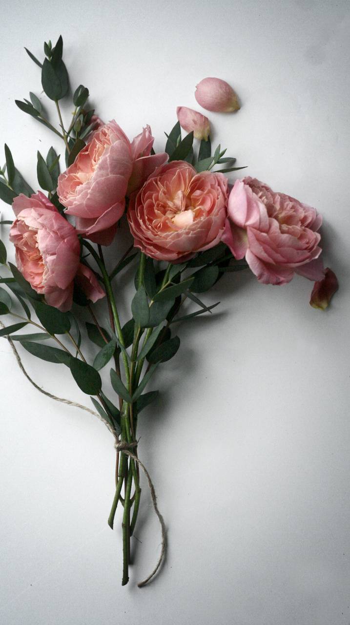 Hình ảnh hoa hồng đẹp lãng mạn