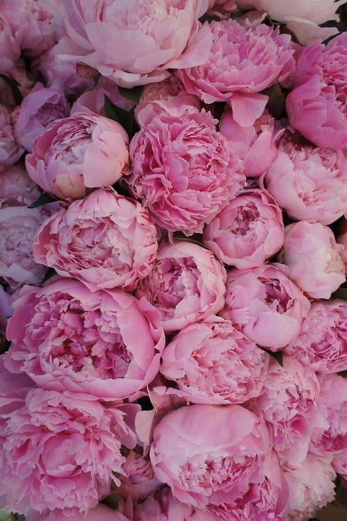 Top 50 hình nền hoa mẫu đơn siêu đẹp dành cho người yêu hoa