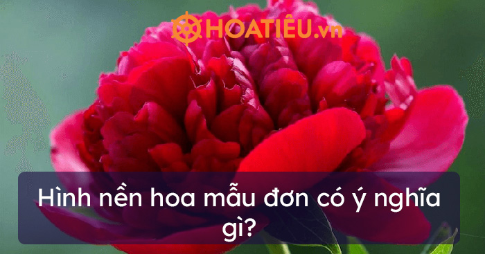 Hình nền hoa hồng cho điện thoại - Ảnh nền hoa hồng - HoaTieu.vn