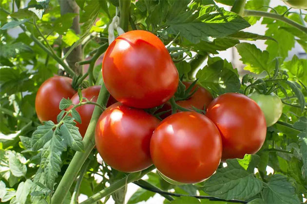 Cách bảo quản cà chua để ăn quanh năm: Làm mứt cà chua