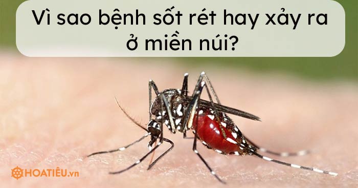 Tại sao bệnh sốt rét lại được gọi là bệnh của các miền núi? 
