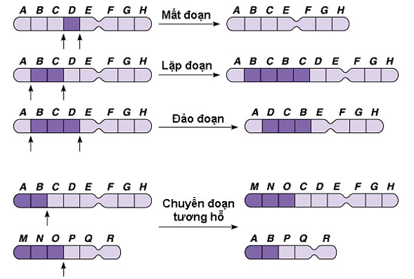 Các dạng đột biến cấu trúc nhiễm sắc thể