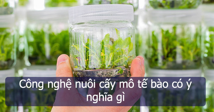 Công nghệ nuôi cấy mô tế bào có ý nghĩa gì? - Luật Trẻ Em