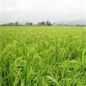 Nghị định 35/2015/NĐ-CP về quản lý, sử dụng đất trồng lúa