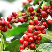 Viết báo cáo ngắn gọn về tình hình sản xuất và tiêu thụ sản phẩm của cây cà phê ở nước ta