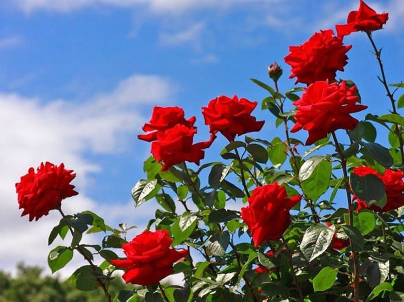 Top 5 Viết đoạn văn tả cây hoa hồng siêu hay 2023 - Bài văn tả cây ...