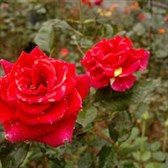 Top 5 Viết đoạn văn tả cây hoa hồng siêu hay 2022
