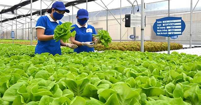 Hình ảnh minh họa Hợp tác xã.