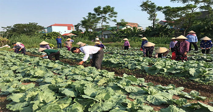 Một ví dụ về hợp tác xã nông nghiệp ở Bắc Ninh.