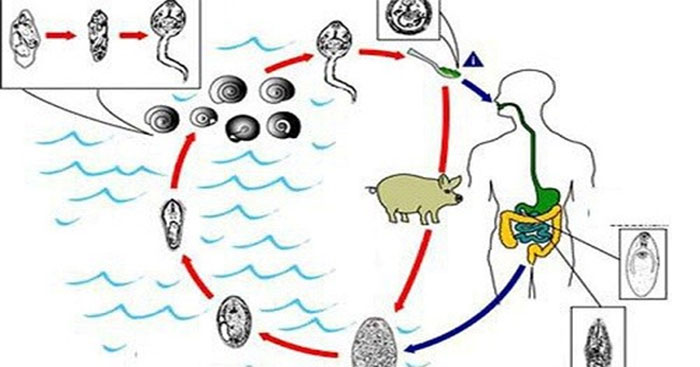 Hình ảnh minh họa vòng đời của sán lá gan
