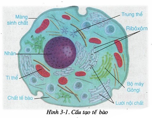 Cấu trúc tế bào