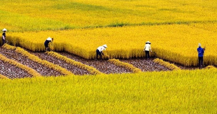 Bức tranh làng quê