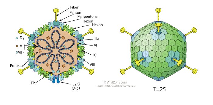 Cấu trúc của virut Adenovirus