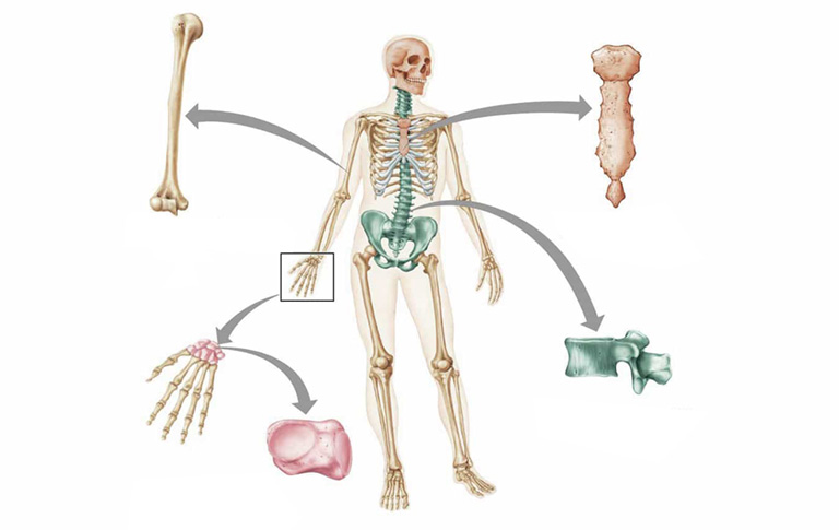 Đặc điểm của bộ xương người thích nghi với tư thế đứng thẳng và đi bằng hai chân