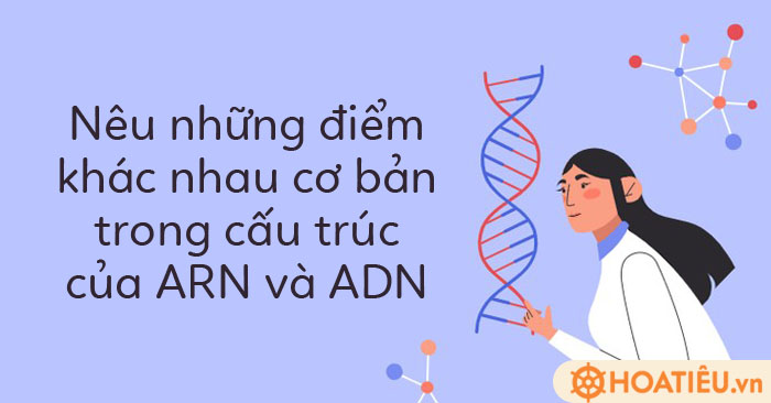 ARN và ADN có khác nhau về ứng dụng trong lĩnh vực di truyền học và sinh học phân tử không?
