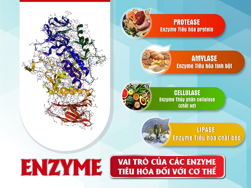 Vai trò của enzim