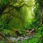 Viết bài văn nghị luận về tầm quan trọng của việc bảo vệ rừng
