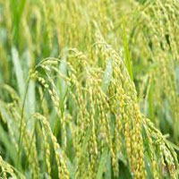 Sưu tầm tư liệu để giải thích lí do cây lúa nước phù hợp với điều kiện tự nhiên ở Việt Nam?