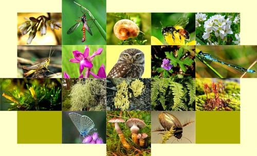 Khu bảo tồn đa dạng sinh học là gì?