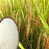 Vì sao tác giả gọi hạt gạo là "hạt vàng"?