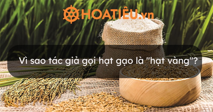 Tác giả gọi hạt gạo là hạt vàng vì hạt gạo rất quý