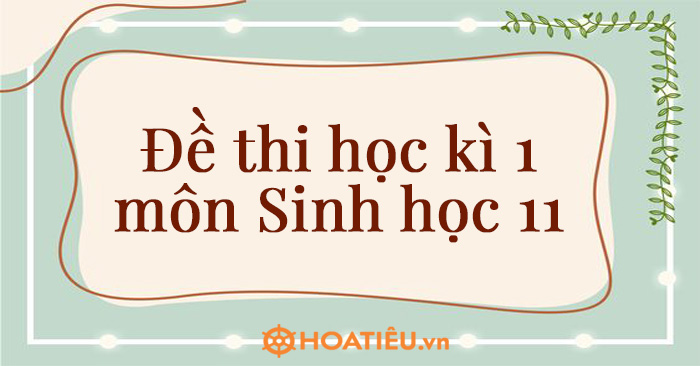 Đề thi học kì 1 môn Sinh học 11 có đáp án mới nhất - HoaTieu.vn