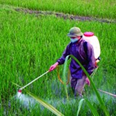 Thông tư 19/2022/TT-BNNPTNT Danh mục thuốc bảo vệ thực vật được phép sử dụng và cấm sử dụng tại Việt Nam
