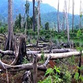 Em hãy sưu tầm tư liệu để viết một báo cáo ngắn về hậu quả của việc phá rừng đầu nguồn