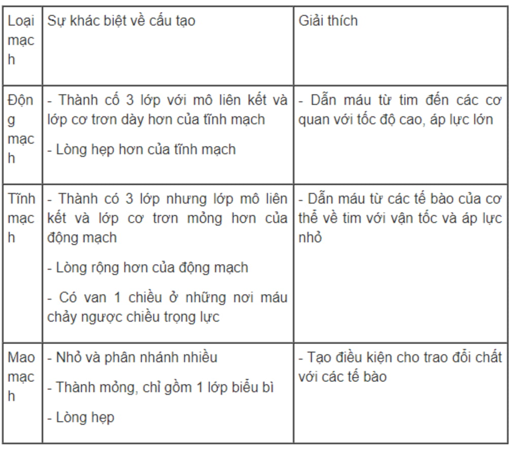 Nêu Cấu Tạo Của Các Thành Phần Trong Hệ Mạch Vì Sao Lại Có Sự Khác Nhau đó 3746